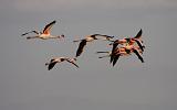 TANZANIA - Lake Natron Flamingos - 10